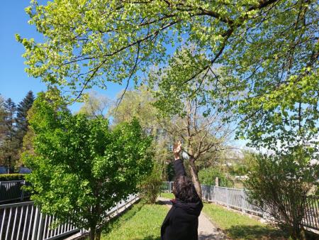 Dvigniti nivo krošnje za dodaten prostor ginku